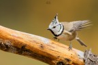 Crested Tit
Cincia dal ciuffo
Lophophanes cristatus

f7,1 1/800 iso1600 - 700mm
Pontresina - Ottobre 2016