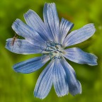 Macro 3