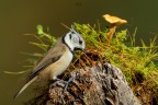 The Mushroom

Crested Tit 
Cincia dal ciuffo 
Lophophanes cristatus

1/1250 F8 iso800 - 700mm
Pontresina Ottobre 2016