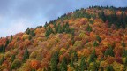 Bosco di ottobre