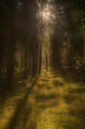 una luce nel bosco