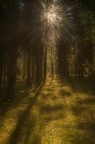 una luce nel bosco una luce nel bosco