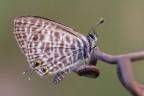 Spennacchiata