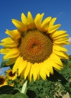 Girasole Girasole