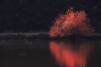 Red Illusion Red Illusion