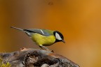 Cinciallegra 
Parus Major (Linnaeus, 1758)
Titmouse

iso125 f8 1/1000 - 700mm
Pontresina - Ottobre 2016