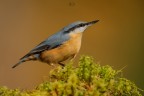 Picchio muratore 
Sitta europaea (Linnaeus, 1758) 
Nuthatch

1/1000 F8 iso500 - 700mm
Pontresina - Ottobre 2016