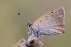 La Lycaena phlaeas  un licenide molto comune, che, per fortuna, dalle mie parti vola anche in ottobre.
Critiche e commenti sono graditi
[url=http://funkyimg.com/view/2jdnF]H.R.[/url]