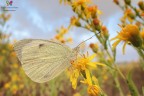 Giornata uggiosa per questa Pieris brassicae (Linnaeus, 1758) ripresa a 15 mm :)