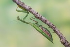 Mantide religiosa