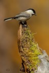 Cincia Bigia 
Poecile palustris (Linnaeus, 1758) 
Willow Tit

iso 500  f8  1/1000 - 700mm
Pontresina - Ottobre 2016