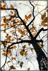 Autunno 1997