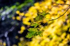 Autunno Autunno