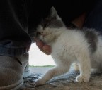 Agosto , mezzogiorno , mentre io e mia moglie in aperta campagna parliamo col contadino di frutta di stagione  mi trotterella tra le gambe Min...come non farle due coccole e uno scatto al volo , risultato poi imperfetto...ma l'emozione , la voglio condividere.