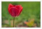 il tulipano il tulipano