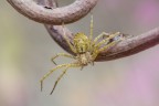Esemplare immaturo di Philodromus aureolus, un ragno capace di camminare velocemente in tutte le direzioni, quindi anche di lato ed all'indietro, muovendosi agevolmente su rami e foglie, dove trascorre la maggior parte del suo tempo.
Critiche e commenti sono graditi
[url=http://funkyimg.com/view/2jx6i]H.R.[/url]