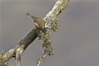 Cincia dal ciuffo (Lophophanes cristatus) Cincia dal ciuffo (Lophophanes cristatus)