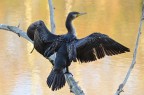 Cormorano Cormorano