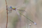 Dopo la femmina, propongo il maschio di Lestes virens vestalis, una damigella con riflessi metallici che trovo fantastici. :)
Scena originale
Critiche e commenti sono graditi
[url=http://funkyimg.com/view/2jM93]H.R.[/url]