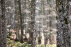 WOODLAND IMPRESSION # 31 WOODLAND IMPRESSION # 31