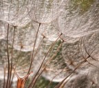 @curiosa... @curiosa...