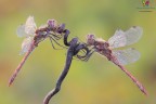 Striolatum ² Striolatum ²