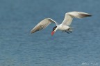 Sterna maggiore Sterna maggiore