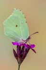 Gonepteryx rhamni Gonepteryx rhamni