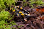Salamandra pezzata Salamandra pezzata