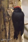 Picchio nero (Dryocopus martiius)