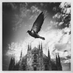 Piccione con Duomo Piccione con Duomo