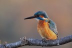 Alcedo Atthis
