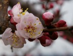 Fiore di albicocco Fiore di albicocco
