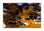 Mi vesto di luce