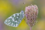 Pontia edusa, una bella farfalla dal volo veloce e nervoso (Scena originale)
Critiche e commenti sono graditi
[url=http://funkyimg.com/view/2khFz]H.R.[/url]