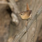 ..scricciolo.. ..scricciolo..