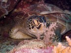 tartaruga verde, Chelonia mydas.  Indonesia