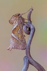 Si tratta di Triodia sylvina (Linnaeus, 1761), una piccola ma graziosa falena appartenente alla famiglia Hepialidae.
Critiche e commenti sono graditi
[url=http://funkyimg.com/view/2ky7b]H.R.[/url]