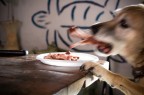 Cane...goloso! Cane...goloso!