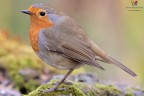 Robin.... Robin....