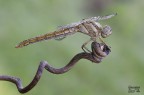Orthetrum Brunneum Orthetrum Brunneum