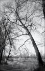 to my roots ... ;/) to my roots ... ;/)