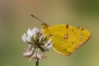 Colias