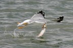 Gabbiano reale a pesca