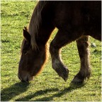 Cavallo Cavallo