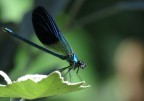 Libellula Libellula