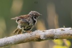 Passera Scopaiola
Prunella modularis Linnaeus, 1758
Dunnock

Monte Baldo - Luglio 2016
iso 500 F8 1/1000