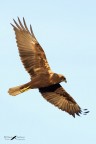 Falco di palude Falco di palude