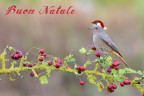 Buon Natale Buon Natale