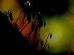 *** Un raggio di sole ***